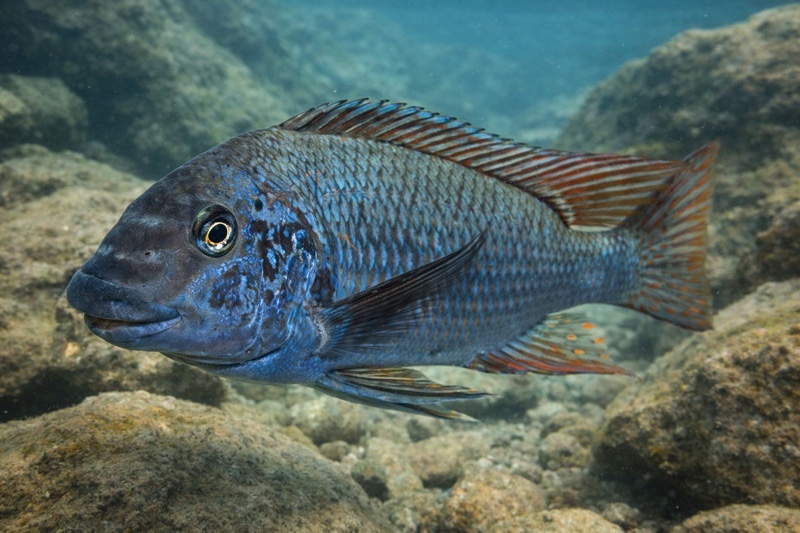 Petrochromis sp. 'longola red fin' Longola
